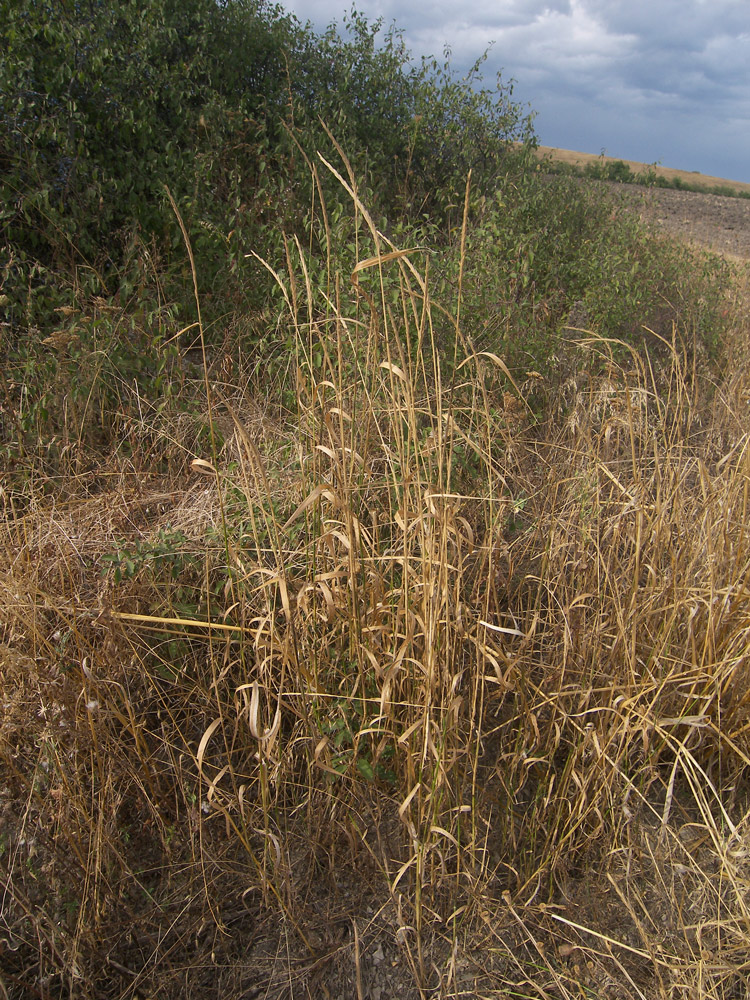 Изображение особи Agropyron fragile.