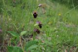 Ophrys oestrifera