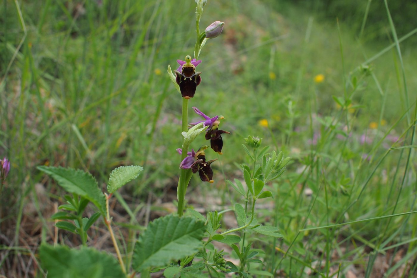 Изображение особи Ophrys oestrifera.