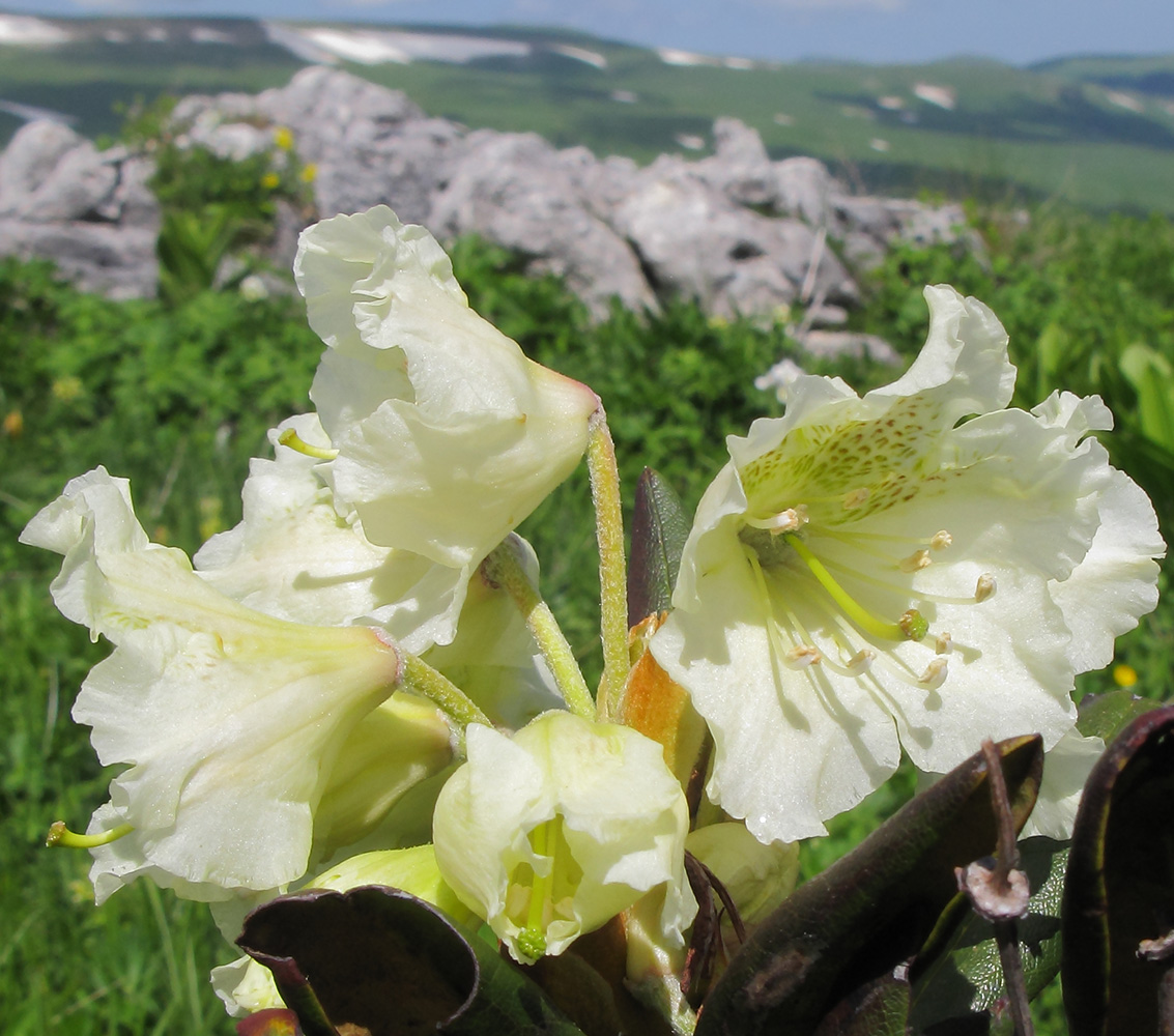 Image of Rhododendron caucasicum specimen.