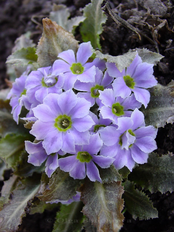 Изображение особи Primula sonchifolia.