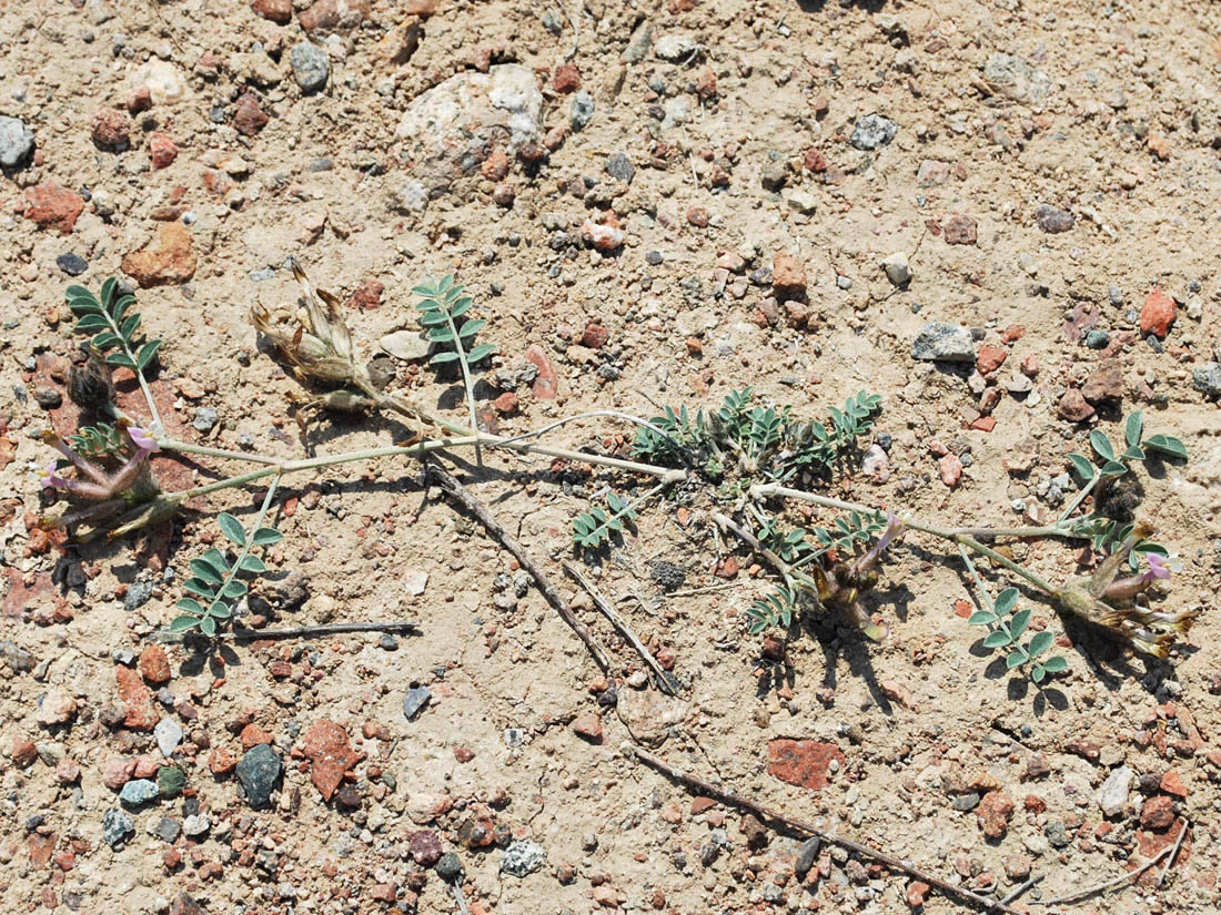 Изображение особи Astragalus ferganensis.