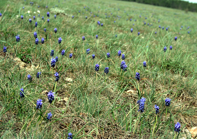 Изображение особи Muscari neglectum.