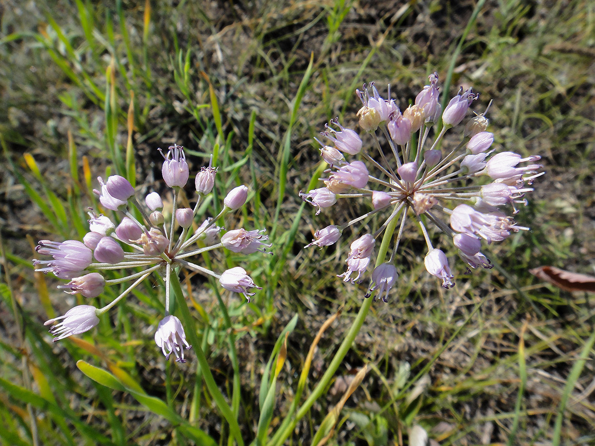 Image of Allium senescens specimen.