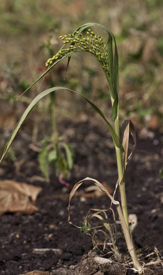 Image of Panicum miliaceum ssp. ruderale specimen.