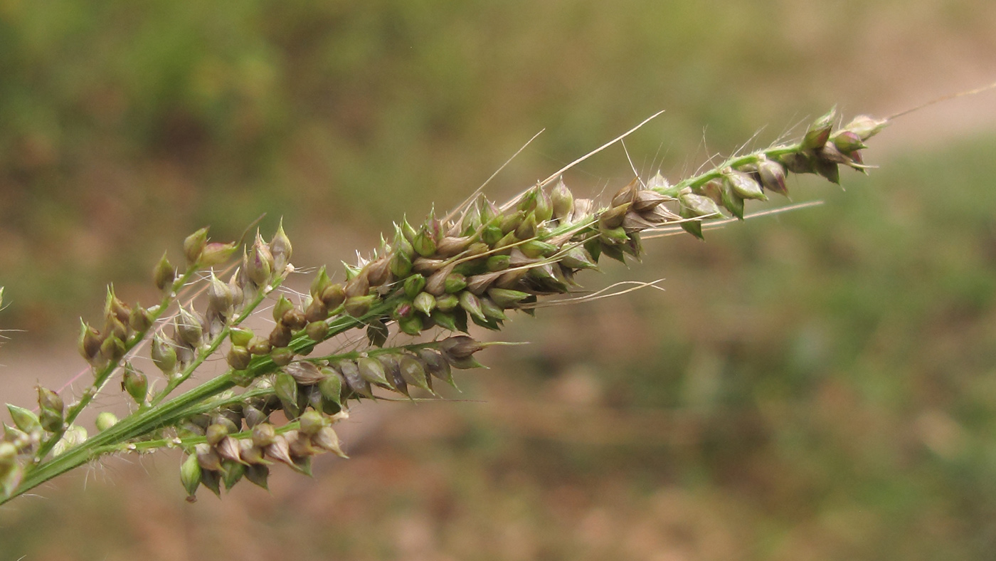 Изображение особи род Echinochloa.