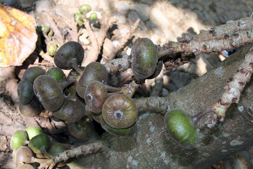 Изображение особи Ficus auriculata.