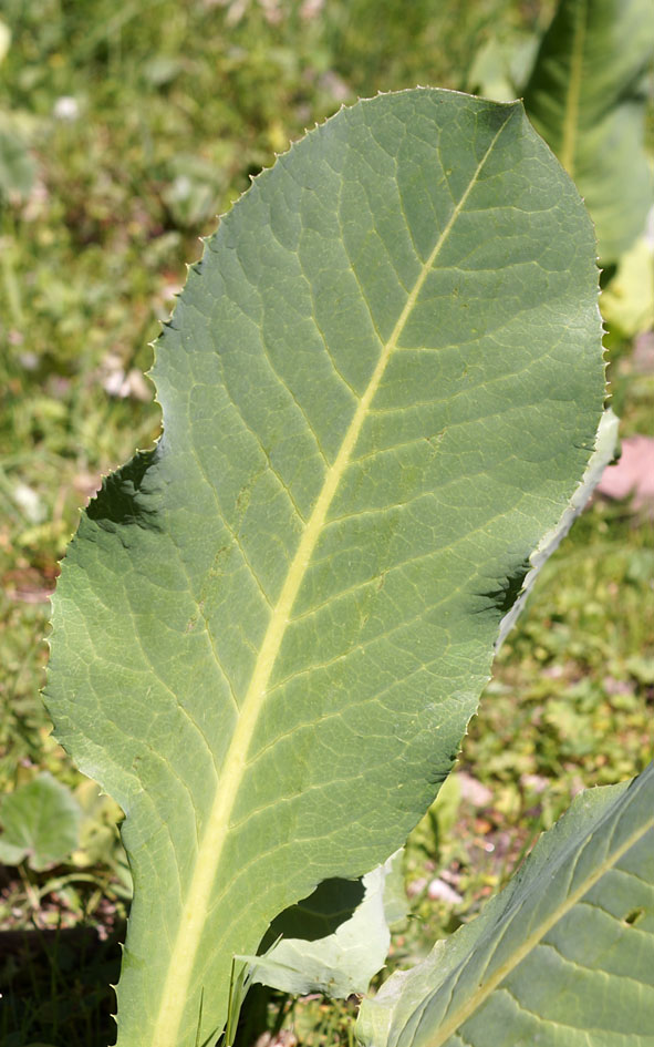 Image of Ligularia heterophylla specimen.