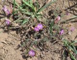 Astragalus angarensis