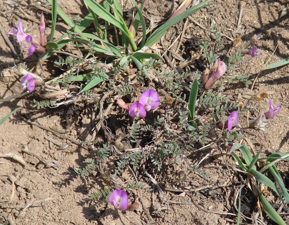 Изображение особи Astragalus angarensis.