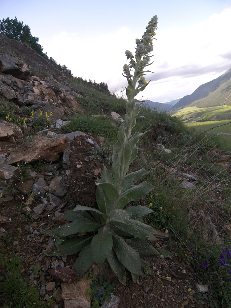 Изображение особи Verbascum gossypinum.