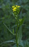 Bunias orientalis