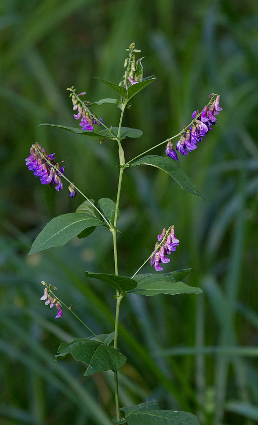Image of Vicia unijuga specimen.