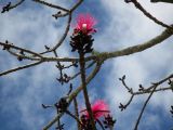 Pseudobombax ellipticum. Безлистные побеги с цветками. Австралия, г. Брисбен, ботанический сад. 26.09.2015.