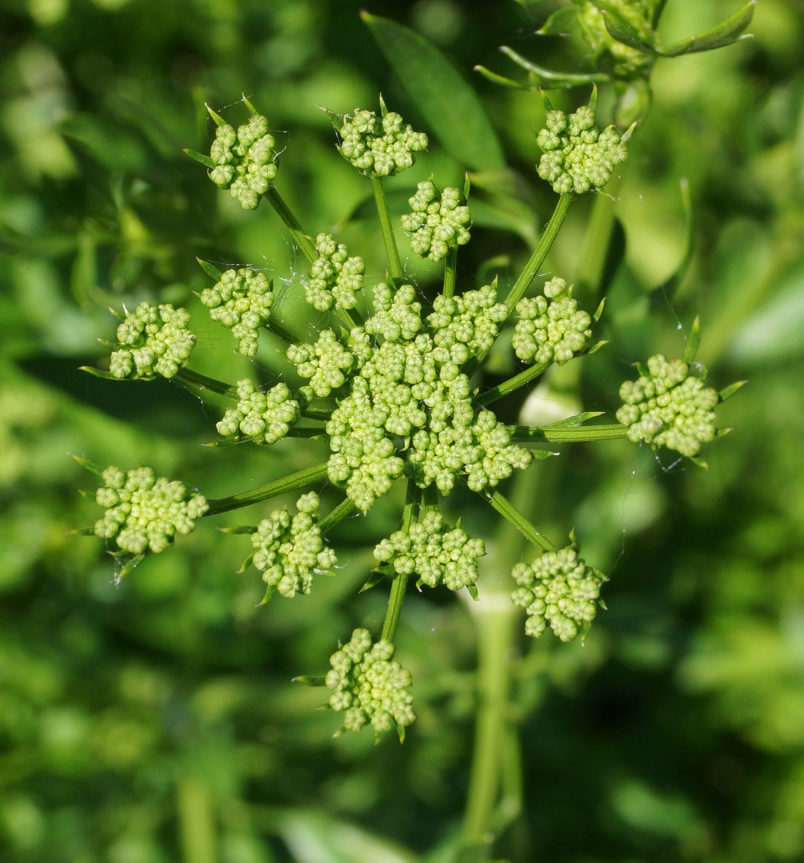 Изображение особи Petroselinum crispum.