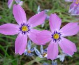 Phlox sibirica