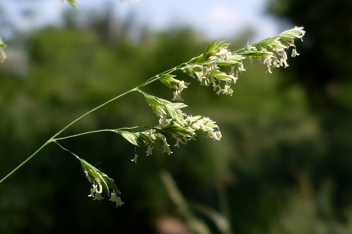 Image of Poa annua specimen.