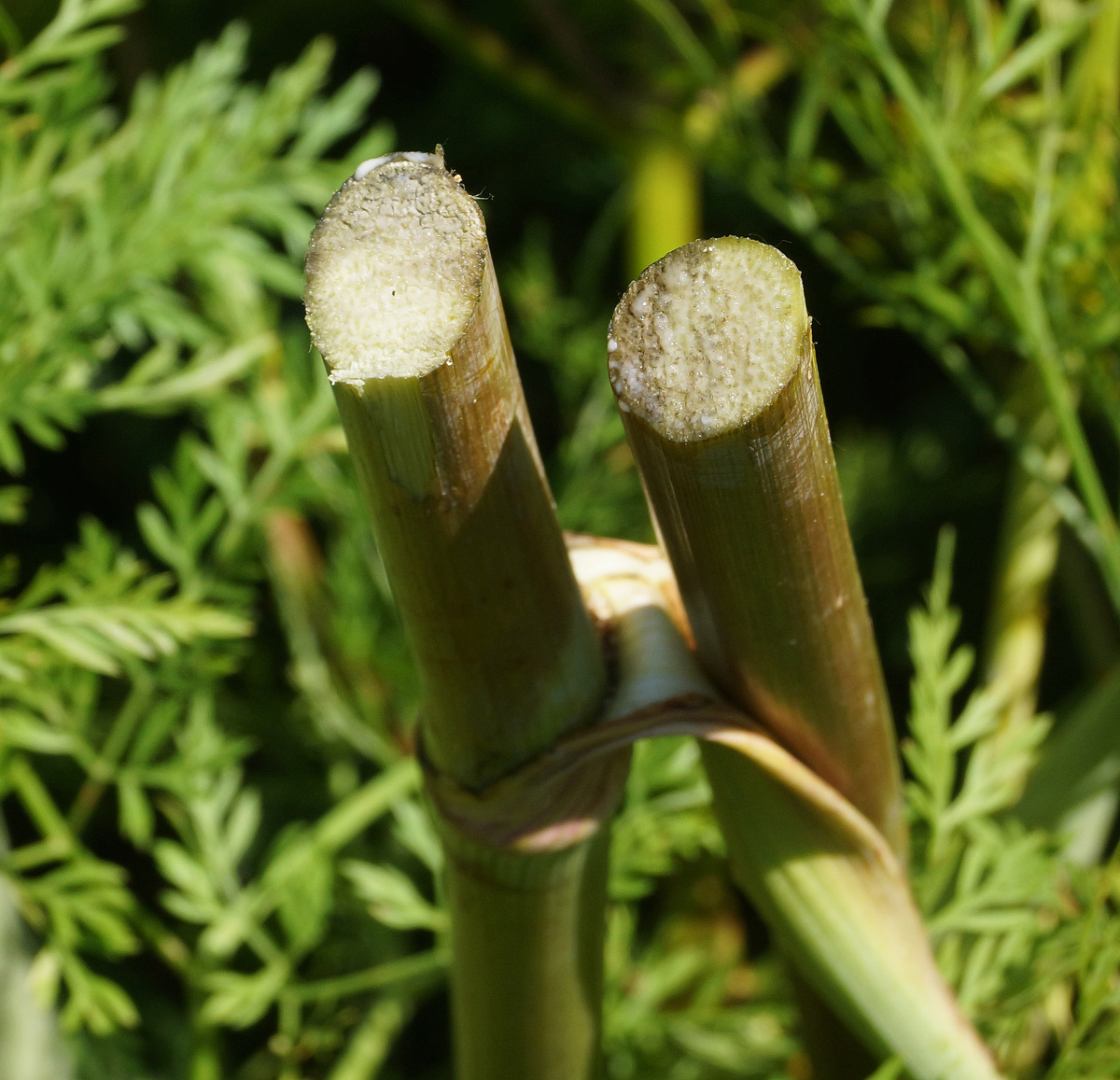 Изображение особи Ferula songarica.