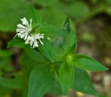 Asperula caucasica