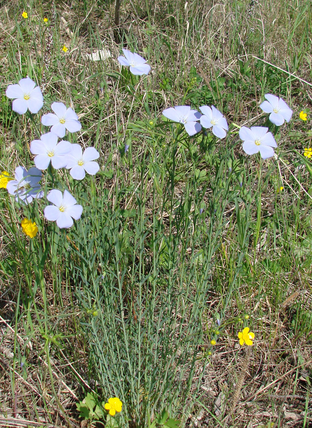 Изображение особи Linum komarovii.