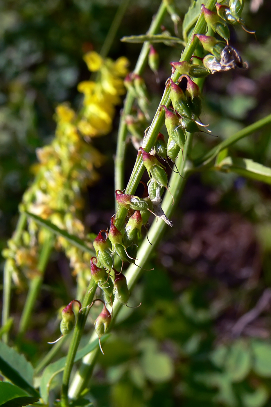 Изображение особи Melilotus officinalis.