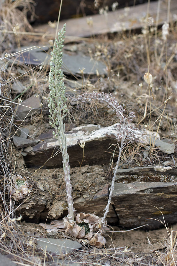 Image of Rosularia subspicata specimen.
