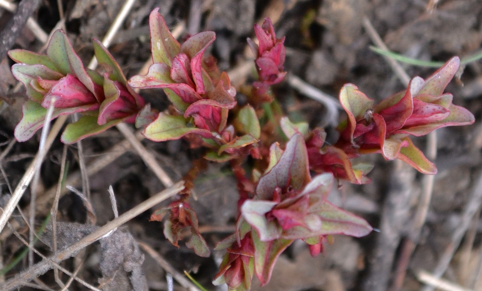 Image of Unknown species specimen.