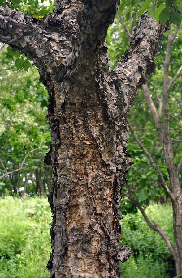 Изображение особи Betula dauurica.