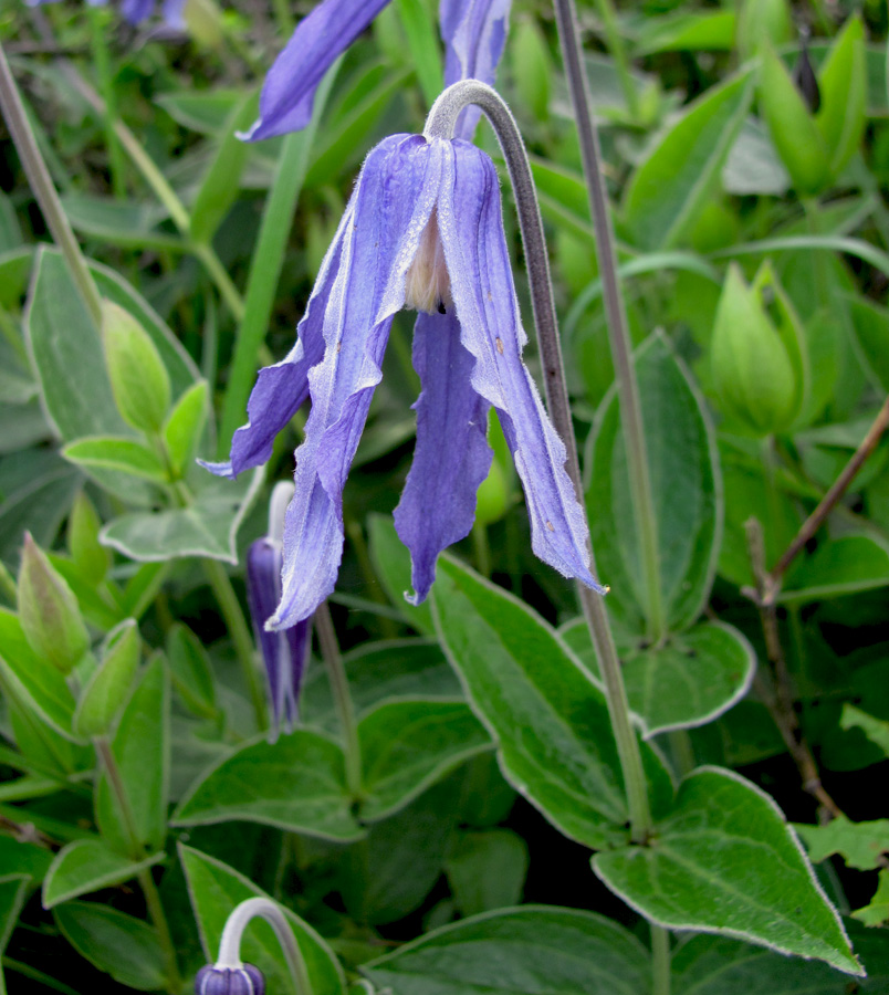 Image of Clematis integrifolia specimen.