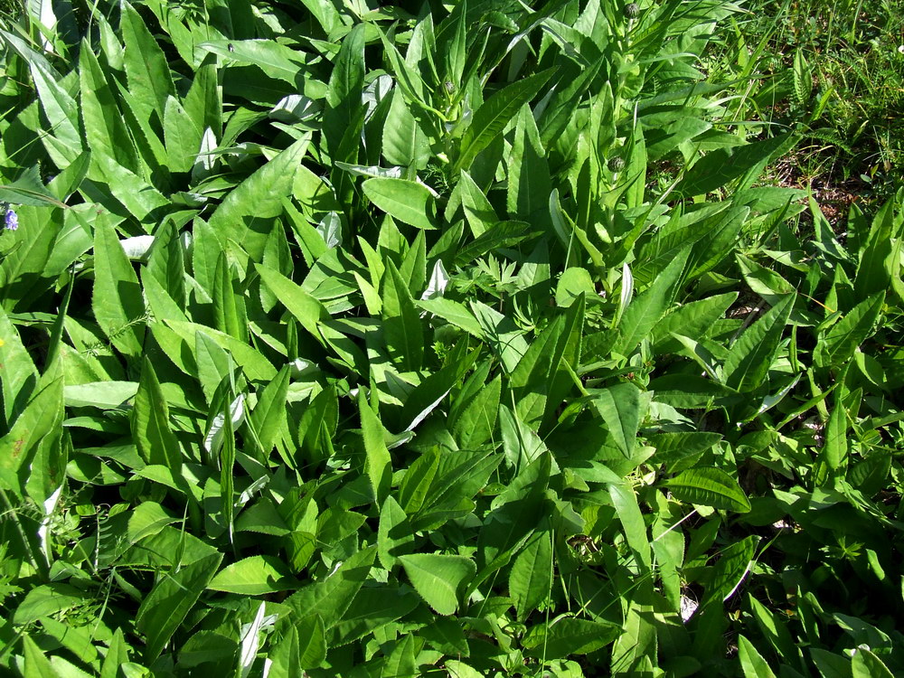 Изображение особи Cirsium heterophyllum.