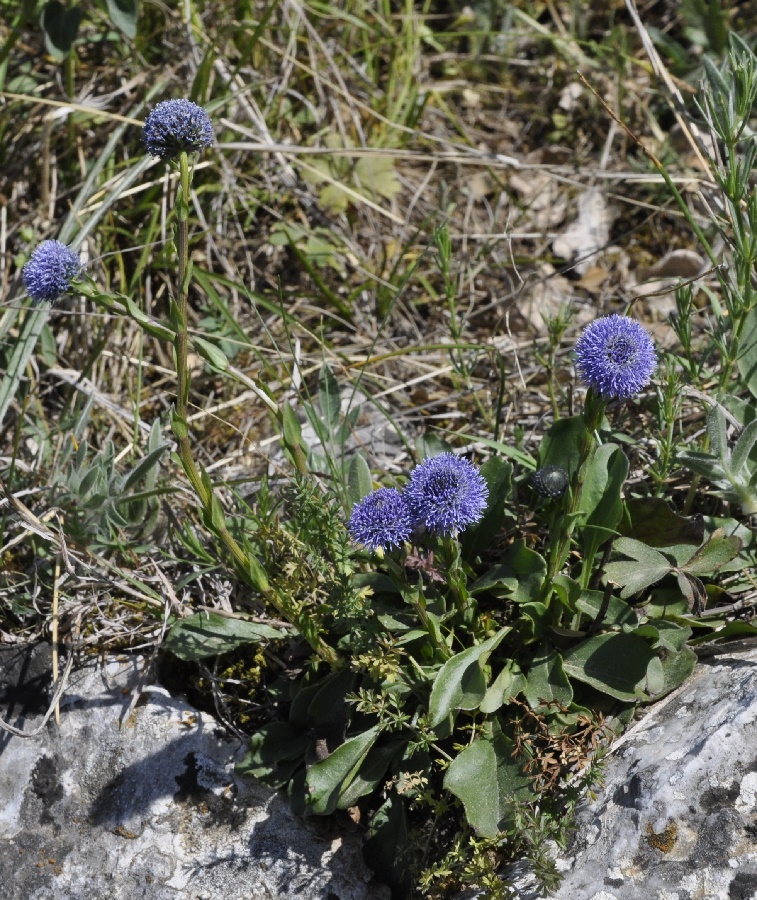 Изображение особи Globularia bisnagarica.