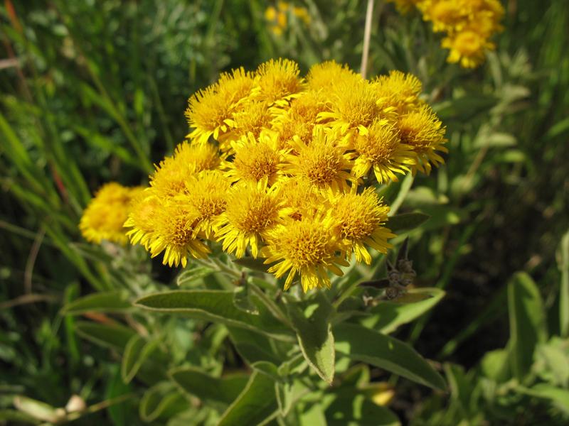 Изображение особи Inula germanica.