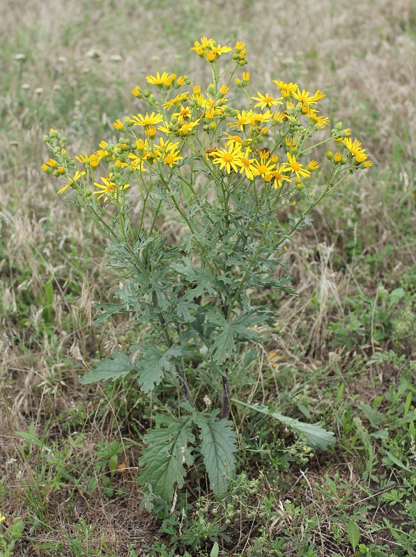 Изображение особи род Senecio.