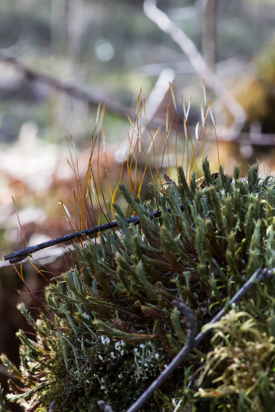 Image of genus Polytrichum specimen.