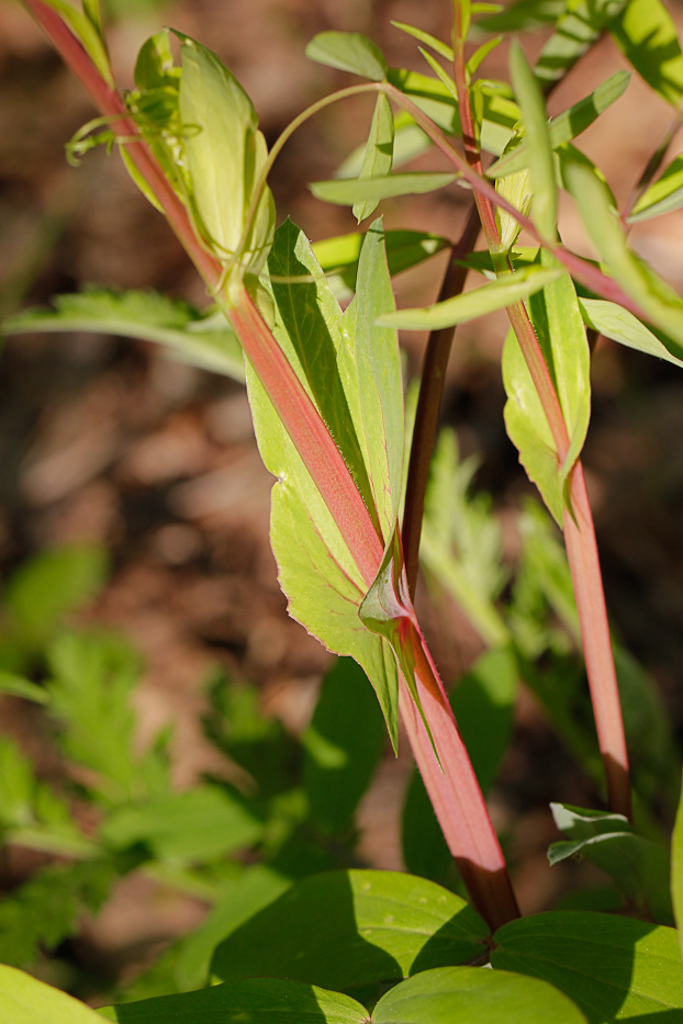 Изображение особи Lathyrus pisiformis.