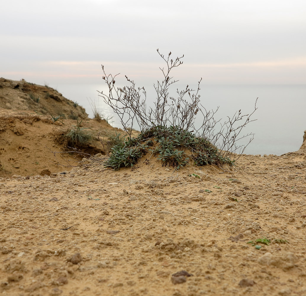Image of Limonium virgatum specimen.