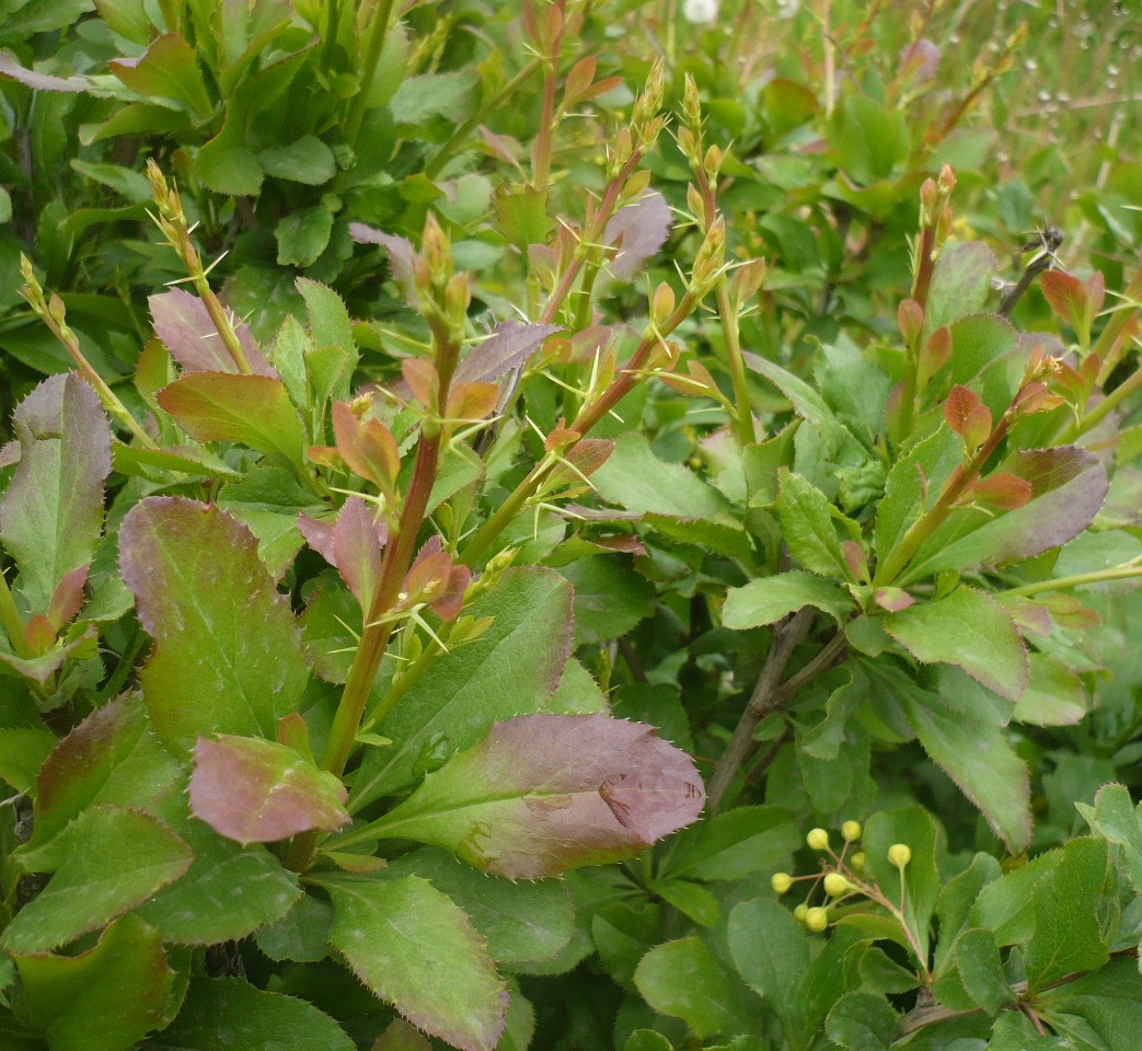 Image of genus Berberis specimen.