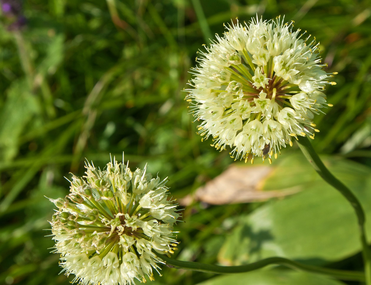 Изображение особи Allium victorialis.