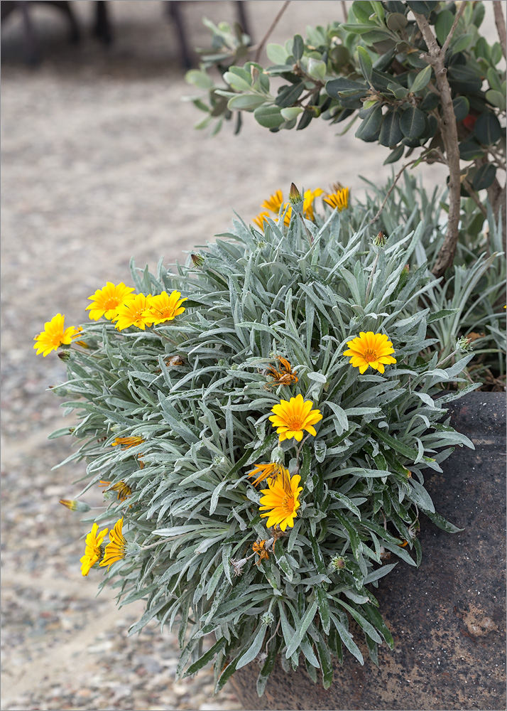 Изображение особи Gazania rigens var. leucolaena.