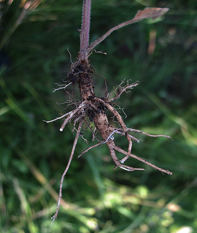 Image of Campanula sibirica specimen.