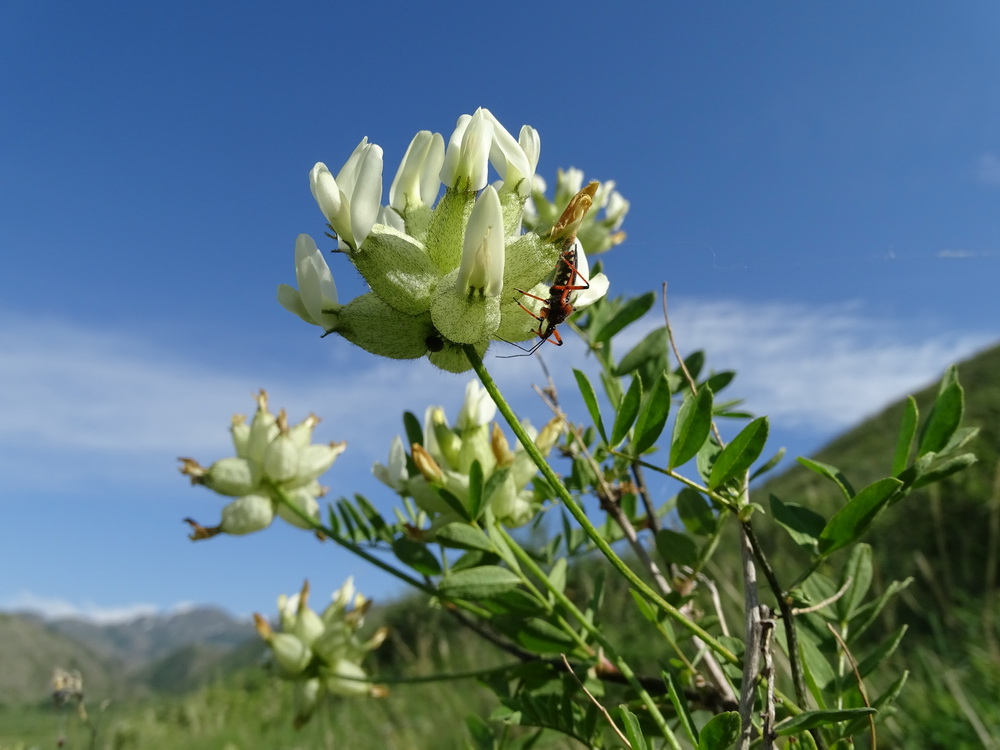 Изображение особи Astragalus veresczaginii.