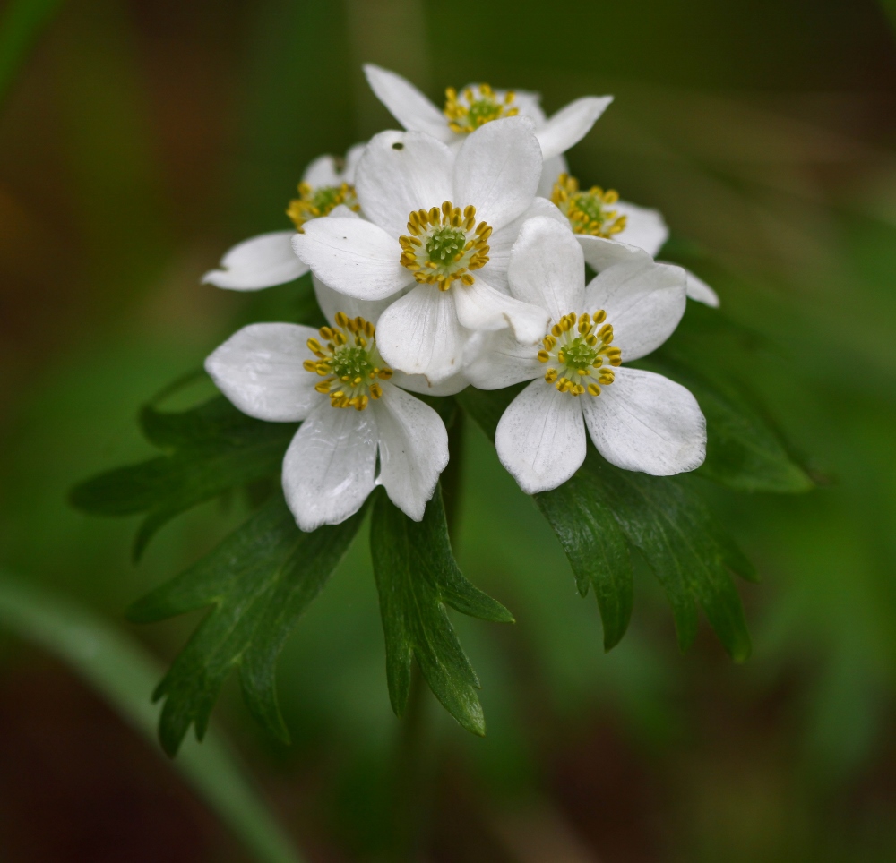 Изображение особи Anemonastrum brevipedunculatum.