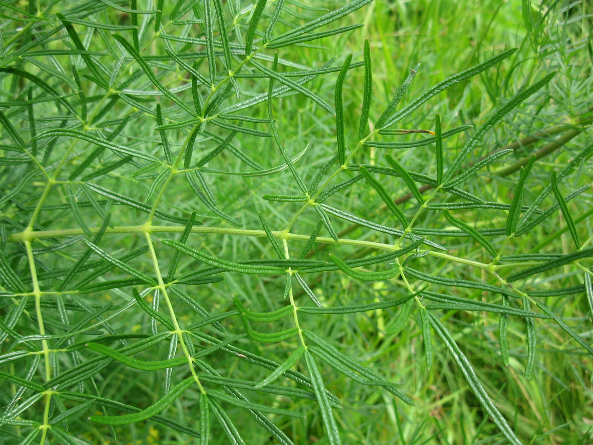 Image of Thalictrum lucidum specimen.