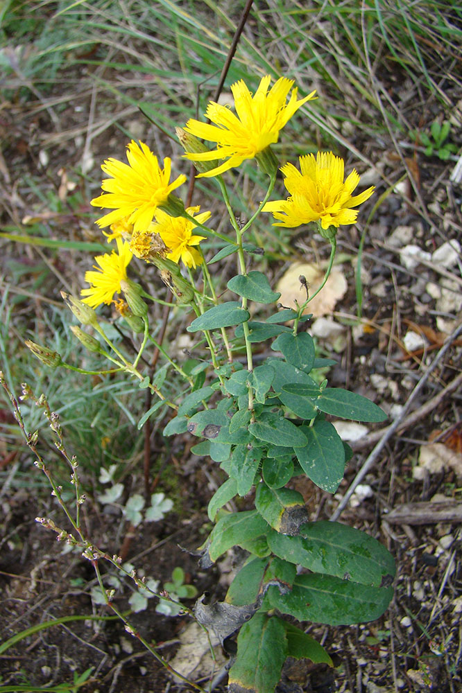 Изображение особи Hieracium virosum.