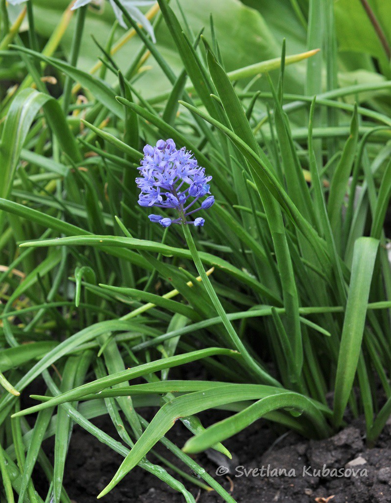 Image of Scilla litardierei specimen.