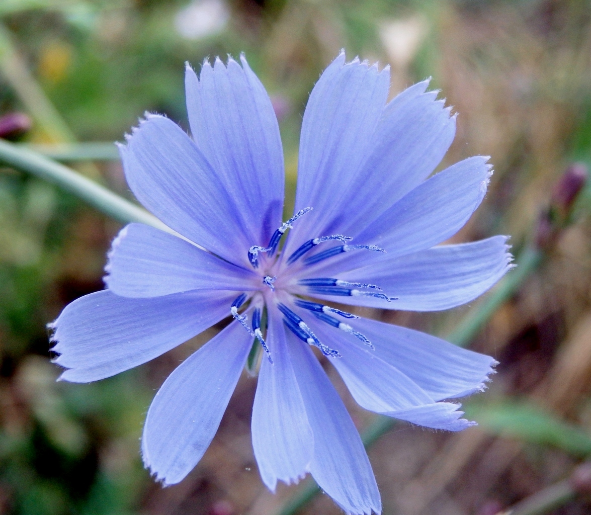 Image of Cichorium intybus specimen.