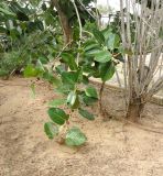 Ficus benghalensis