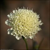 Scabiosa ochroleuca. Соцветие. Республика Татарстан, Муслюмовский район, склон долины р. Ик, июль 2006 г.