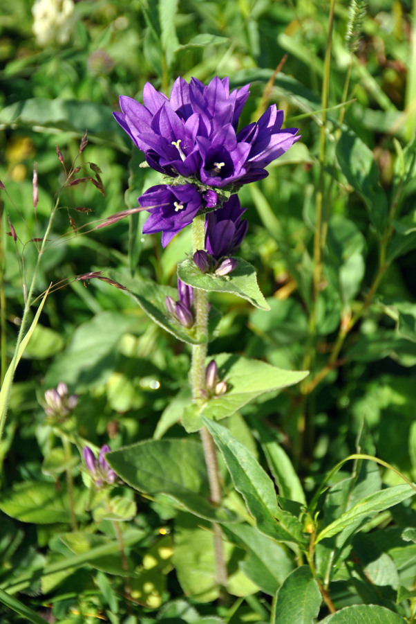 Изображение особи Campanula trautvetteri.