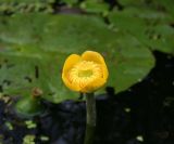 Nuphar lutea. Верхушка побега с цветком на фоне листа и плода (слева внизу). Украина, Волынская обл., Ратновский р-н, восточнее с. Залухов, канал, соединяющий оз. Святое с оз. Волянским. 31 июля 2007 г.